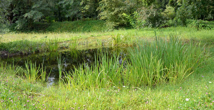 Weiher Naturschutzgebiet Weilmatten © Thomas Schwarze