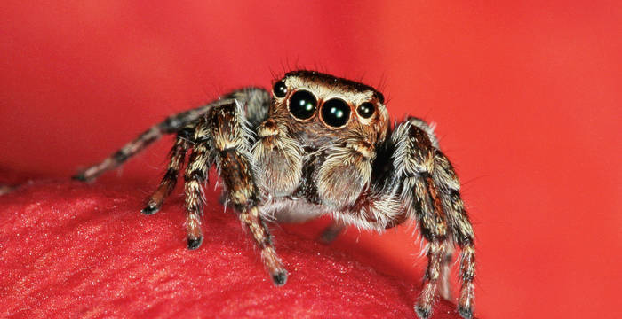 Springspinne Evarcha Falcata © Dragisa Savin