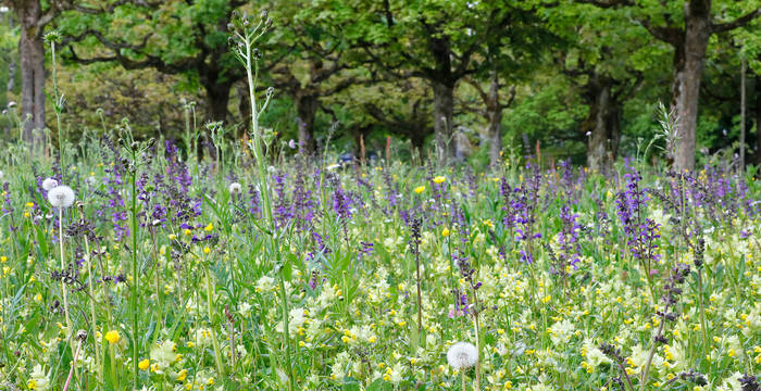 Blumenwiese © Pro Natura