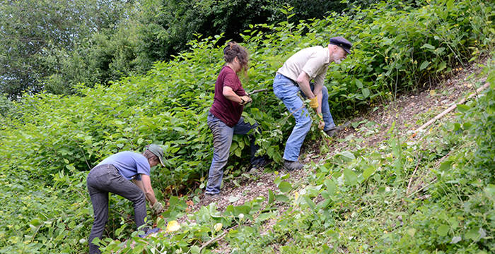 Freiwillige bei der Neophytenbekämpfung © Thomas Schwarze