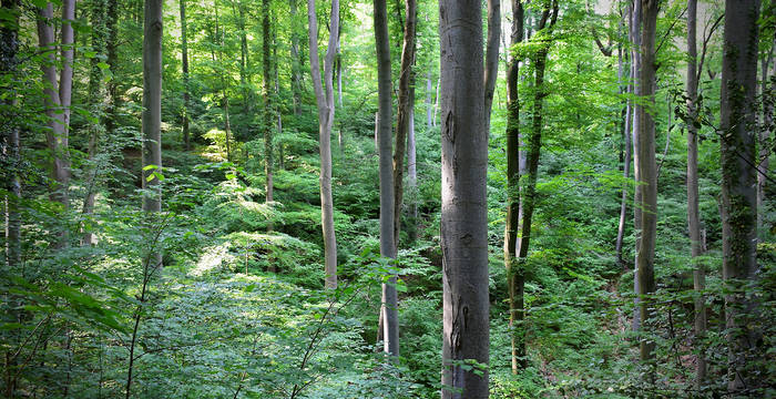 Laubmischwald