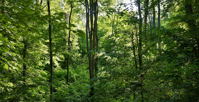 Wald in Riehen