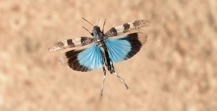 Blauflüglige Ödlandschrecke  © Blickwinkel / F. Perseke