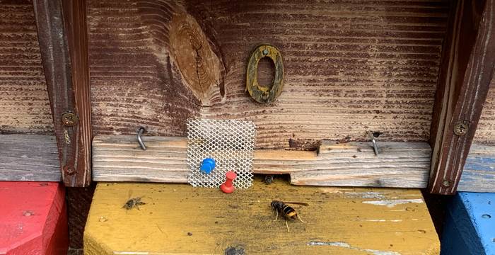 Asiatische Hornisse vor Bienenstock © CABI Lukas Seehausen