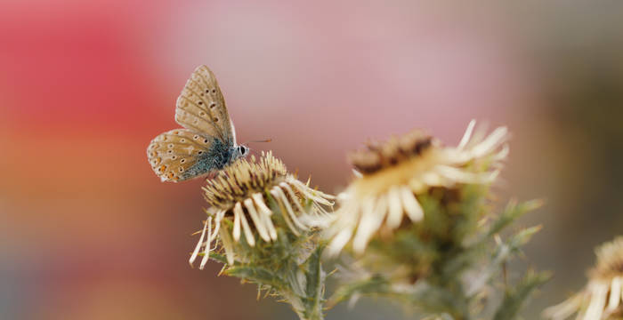 Polyommatus Icarus