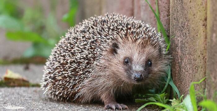 Igel an einer Gartenmauer
