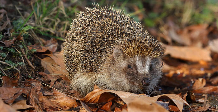 Igel zwischen Blättern