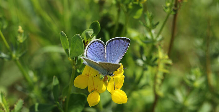 Alexis-Bläuling Schmetterling