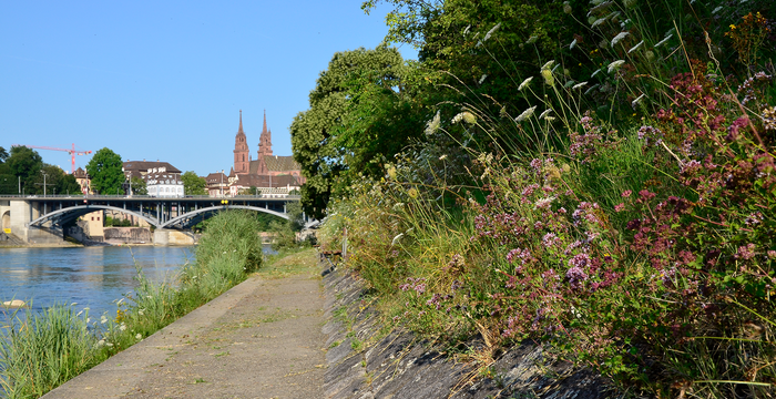 Rheinbord mit Münster_2
