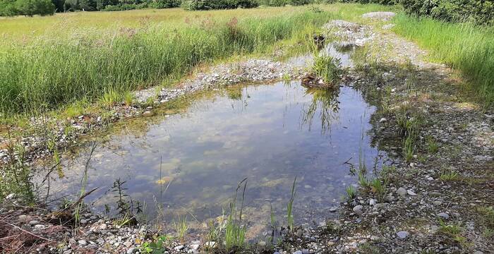 Weiher Riehen