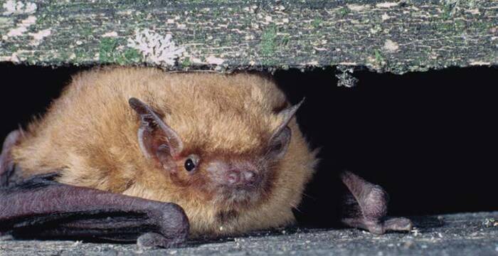 Die Mückenfledermaus