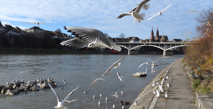 Basel am Rhein