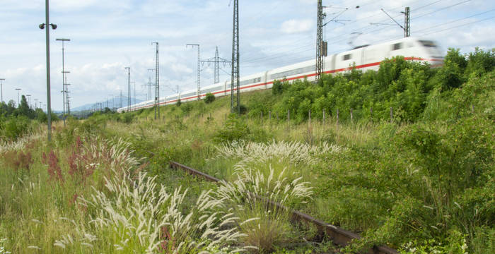 Blühende Gräser auf dem DB Areal Basel