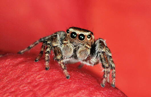 Springspinne Evarcha Falcata