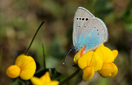 Himmelblauer Steinkleebläuling