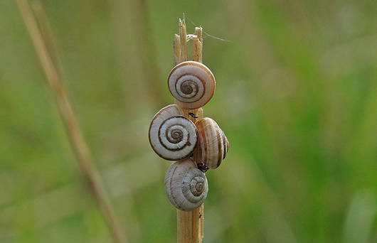 Quendelschnecke