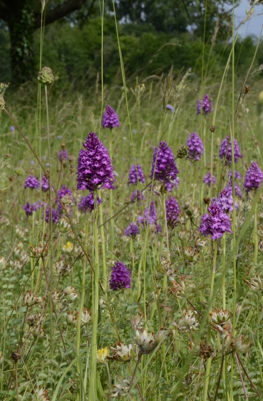 Biodiversität