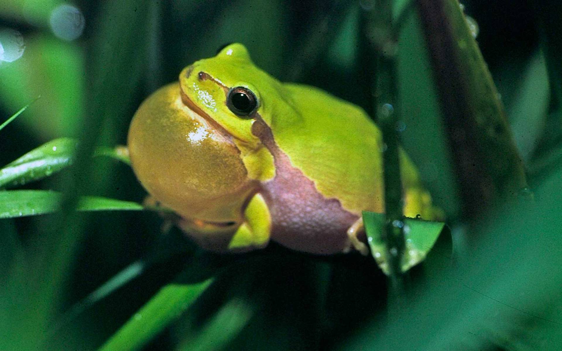 Laubfrosch © Urs Tester