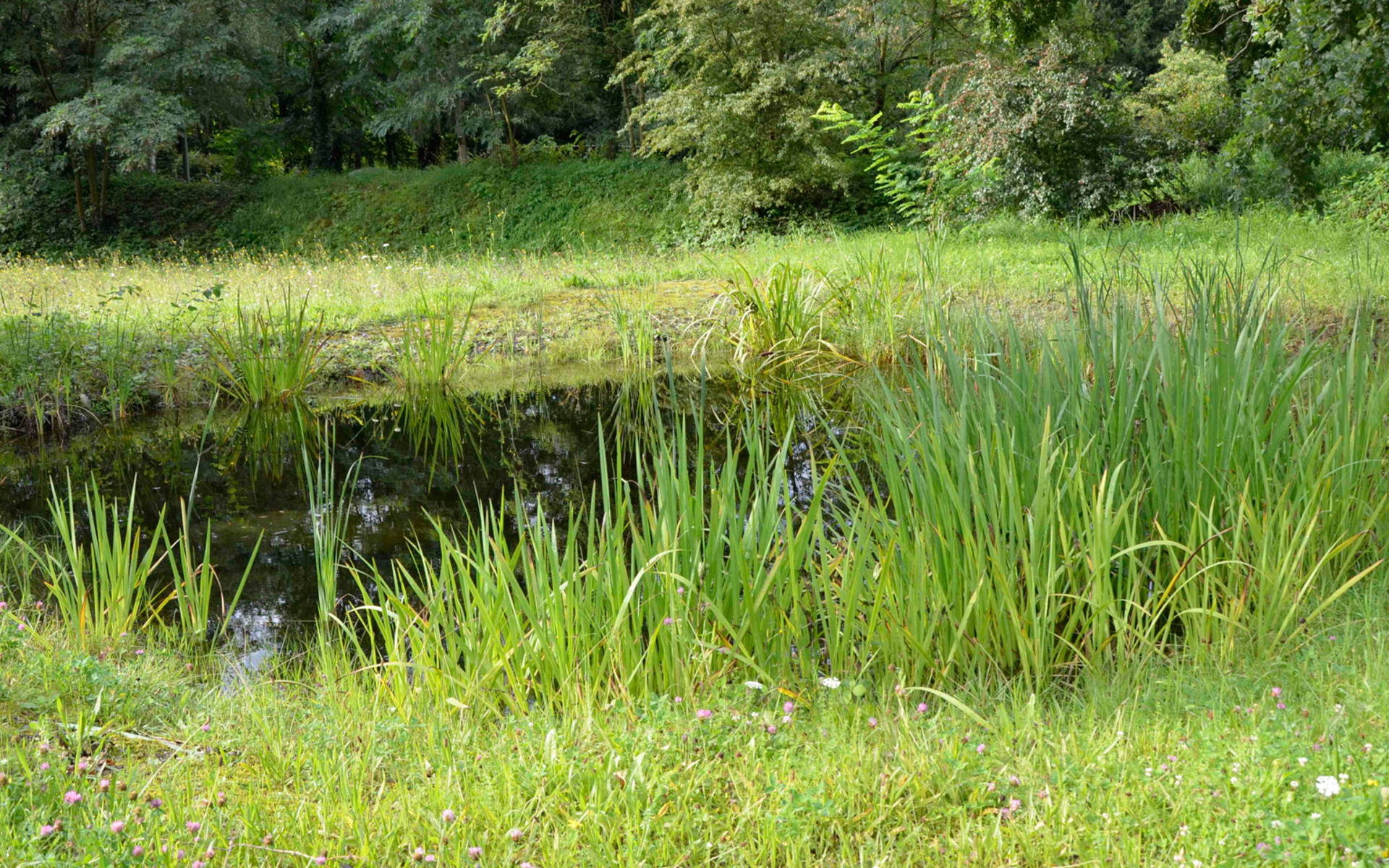 Weiher Naturschutzgebiet Weilmatten © Thomas Schwarze