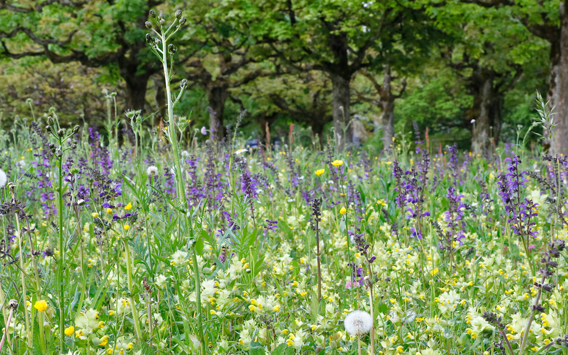 Blumenwiese © Pro Natura