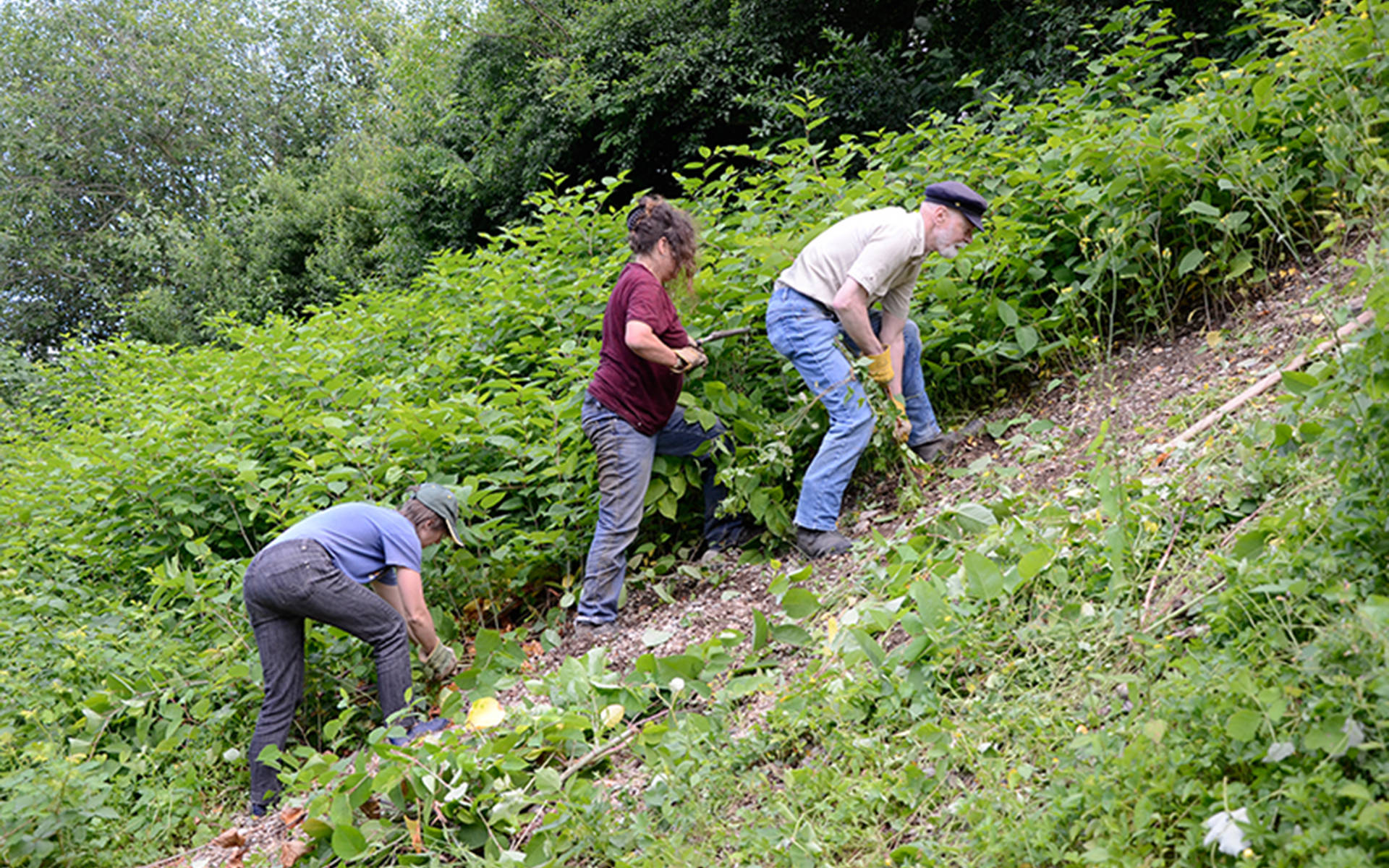 Freiwillige bei der Neophytenbekämpfung © Thomas Schwarze