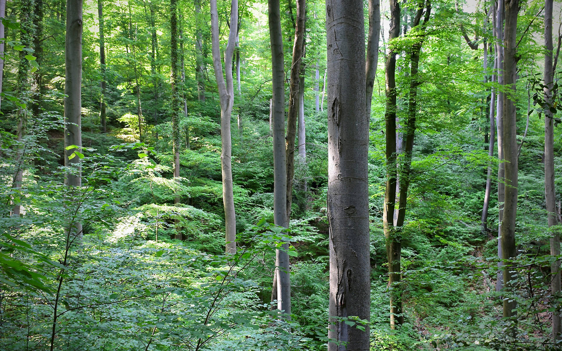 Laubmischwald