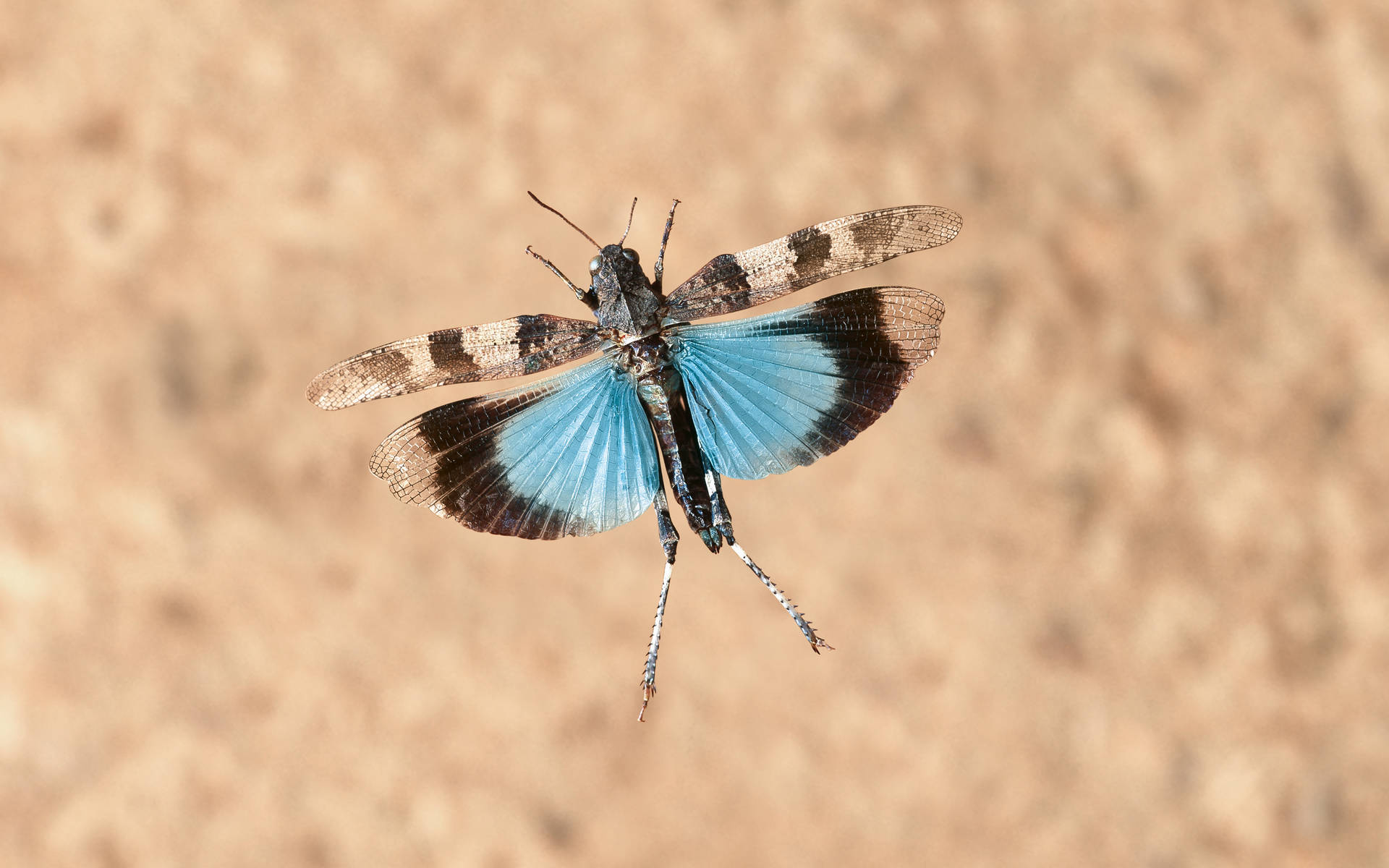Blauflüglige Ödlandschrecke  © Blickwinkel / F. Perseke