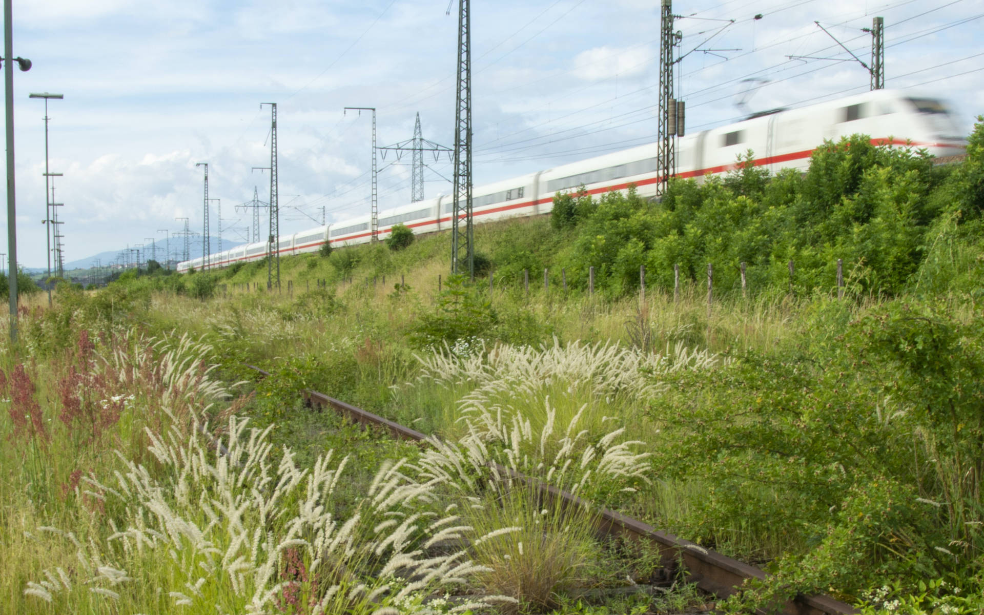 Blühende Gräser auf dem DB Areal Basel