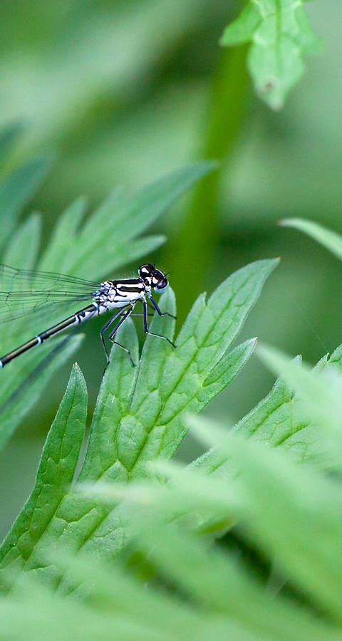 Kleinlibelle