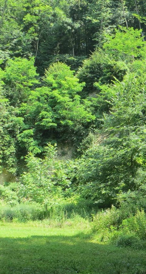 Naturschutzgebiet Horngraben Muschelkalkwand