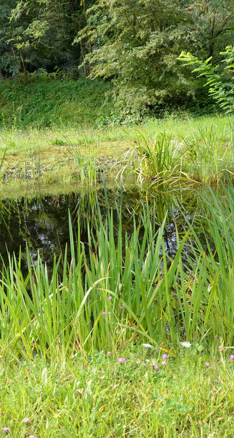 Weiher Naturschutzgebiet Weilmatten