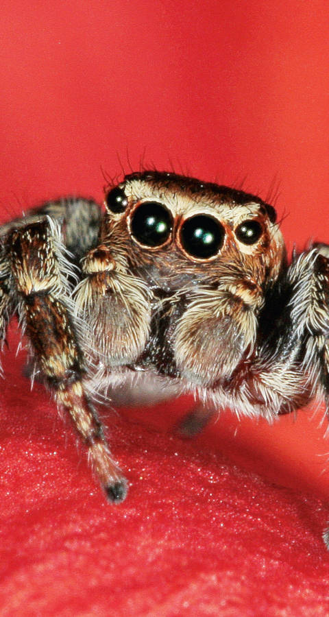 Springspinne Evarcha Falcata