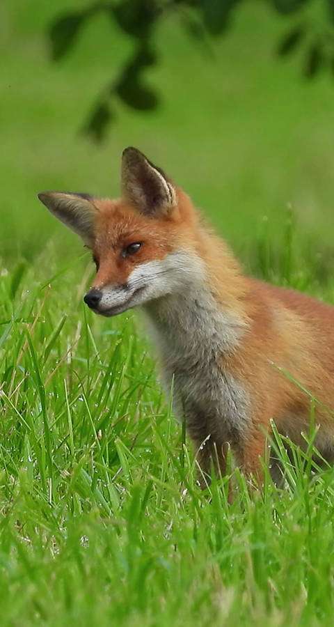 Rotfuchs