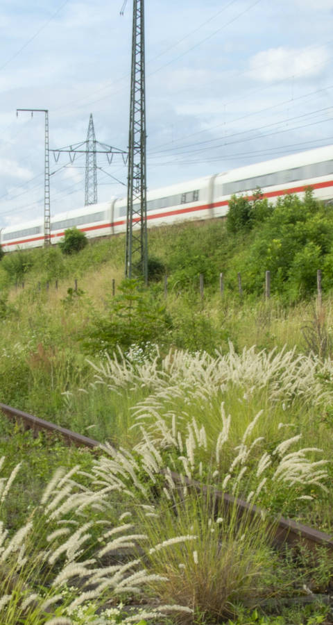 Blühende Gräser auf dem DB Areal Basel