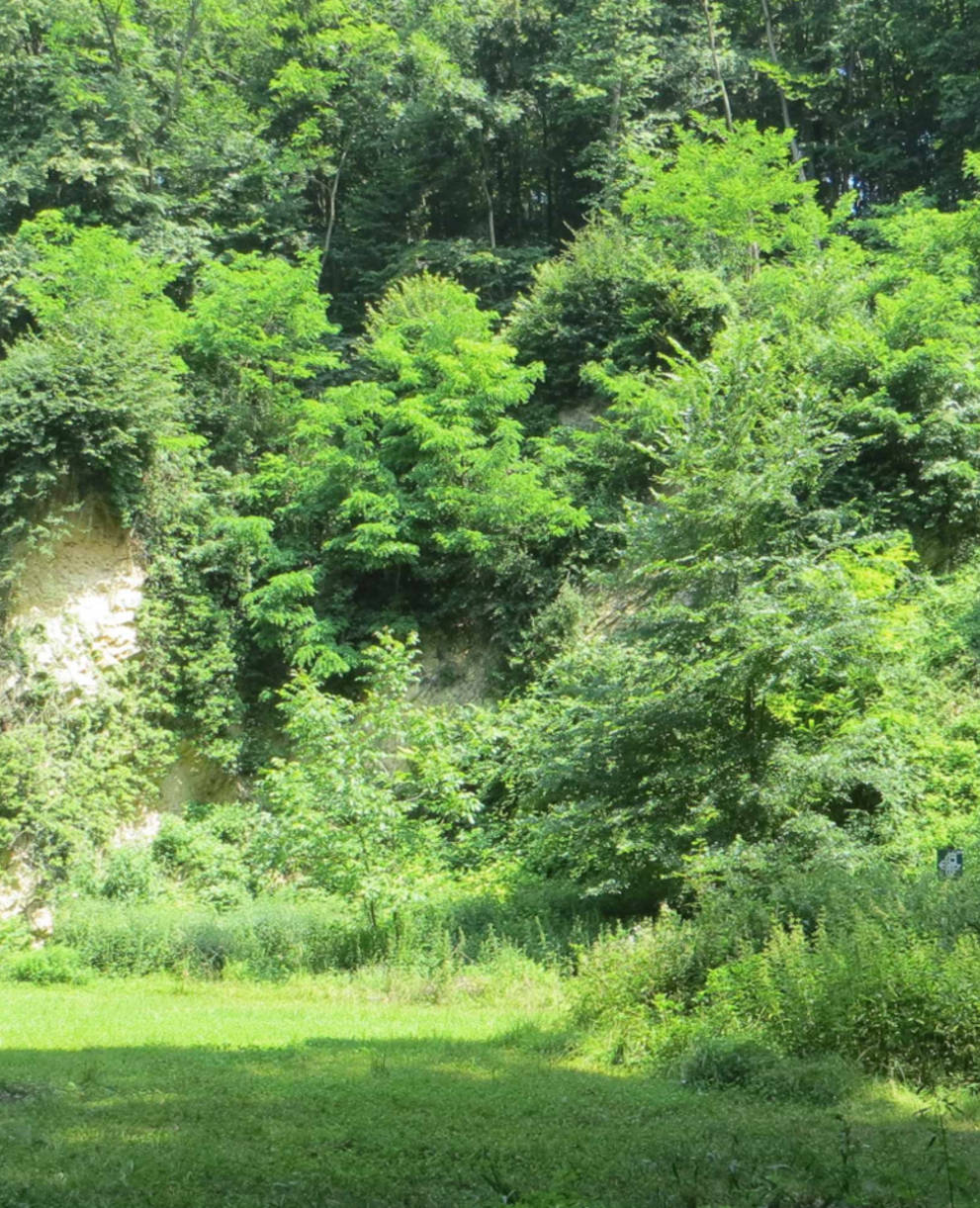 Naturschutzgebiet Horngraben Muschelkalkwand