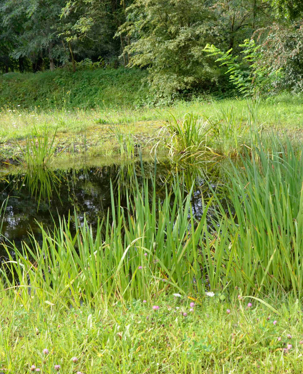 Weiher Naturschutzgebiet Weilmatten