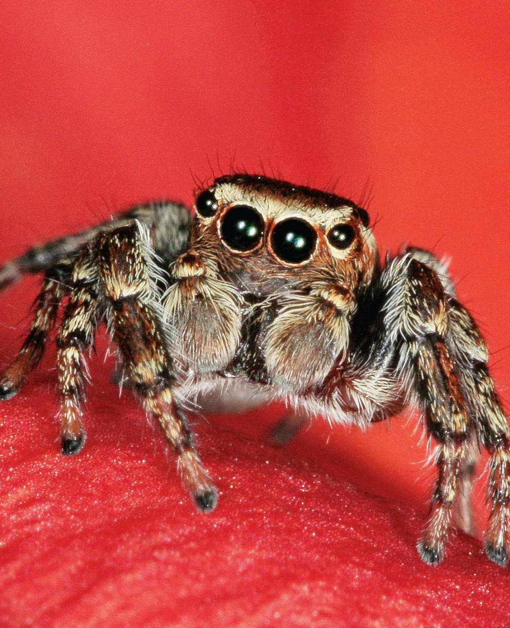 Springspinne Evarcha Falcata