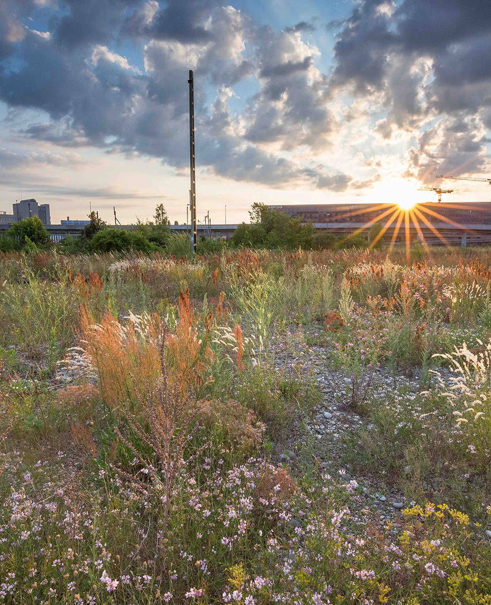 DB-Areal im Abendlicht