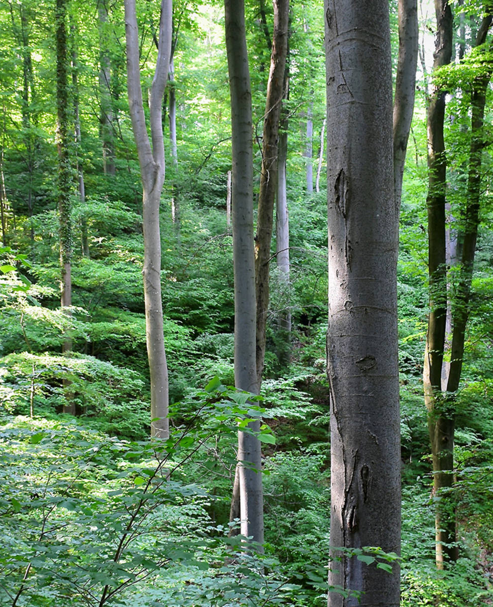 Laubmischwald