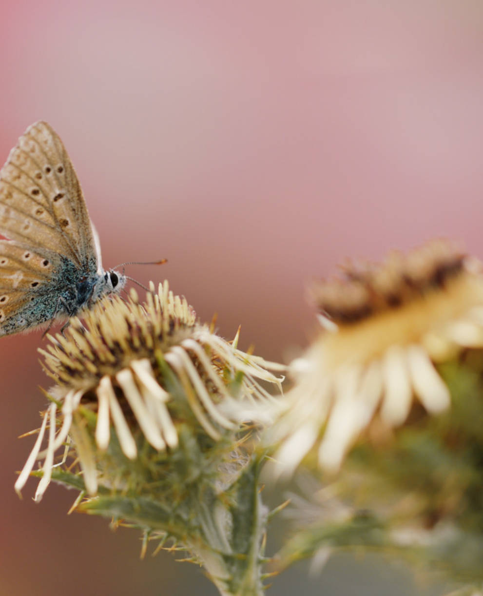 Polyommatus Icarus