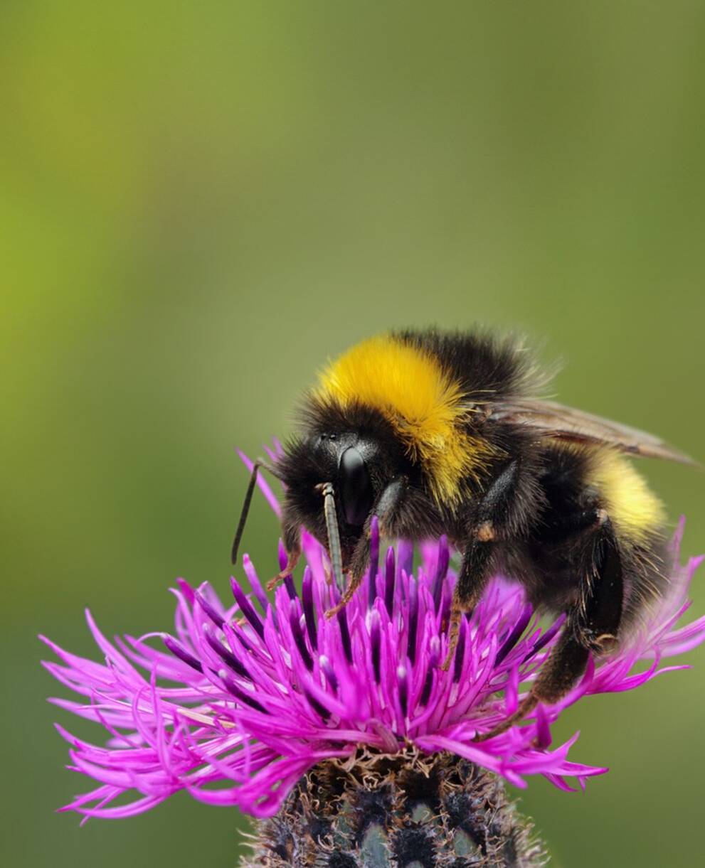 Biodiversitätsinitiative