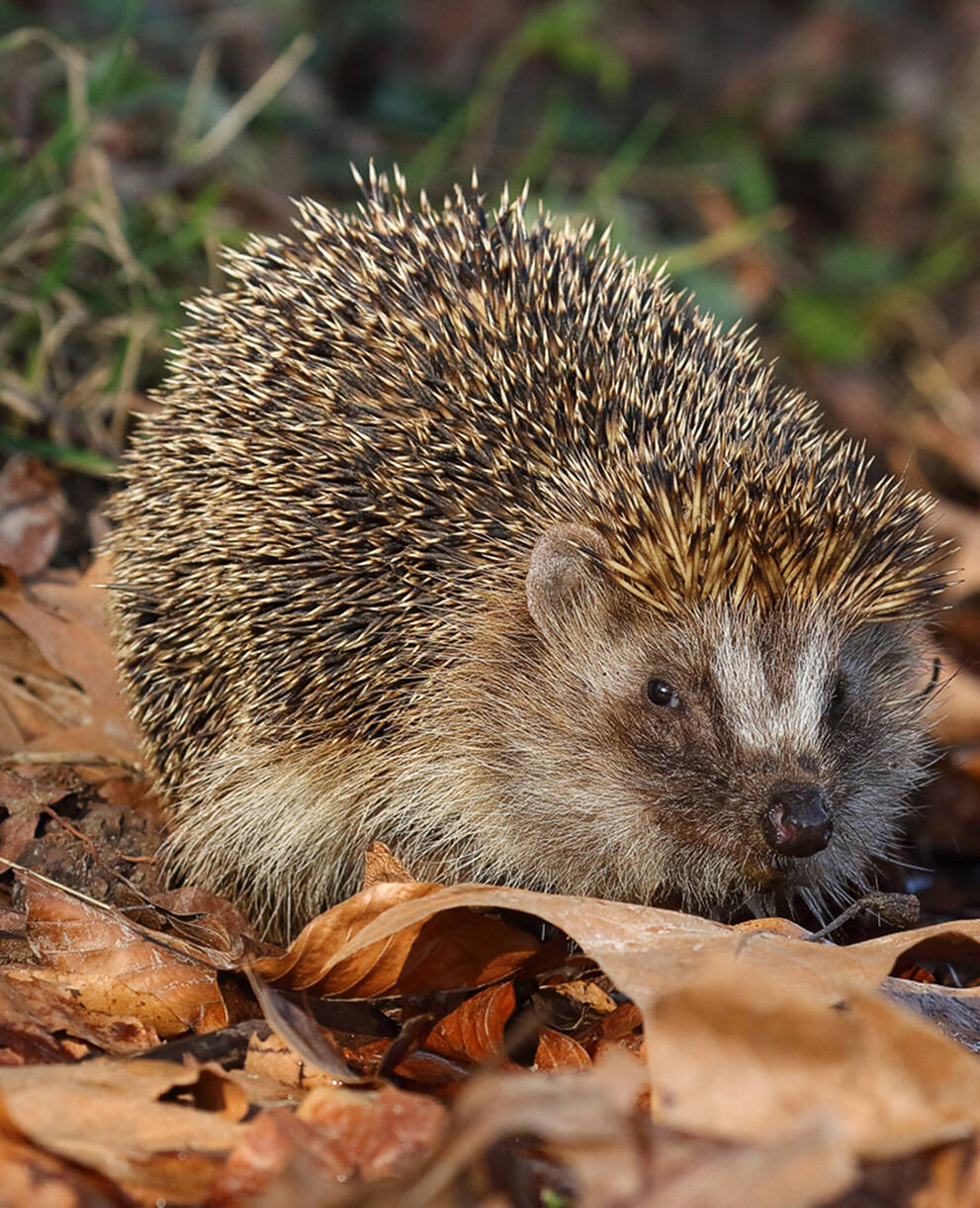 Igel zwischen Blättern