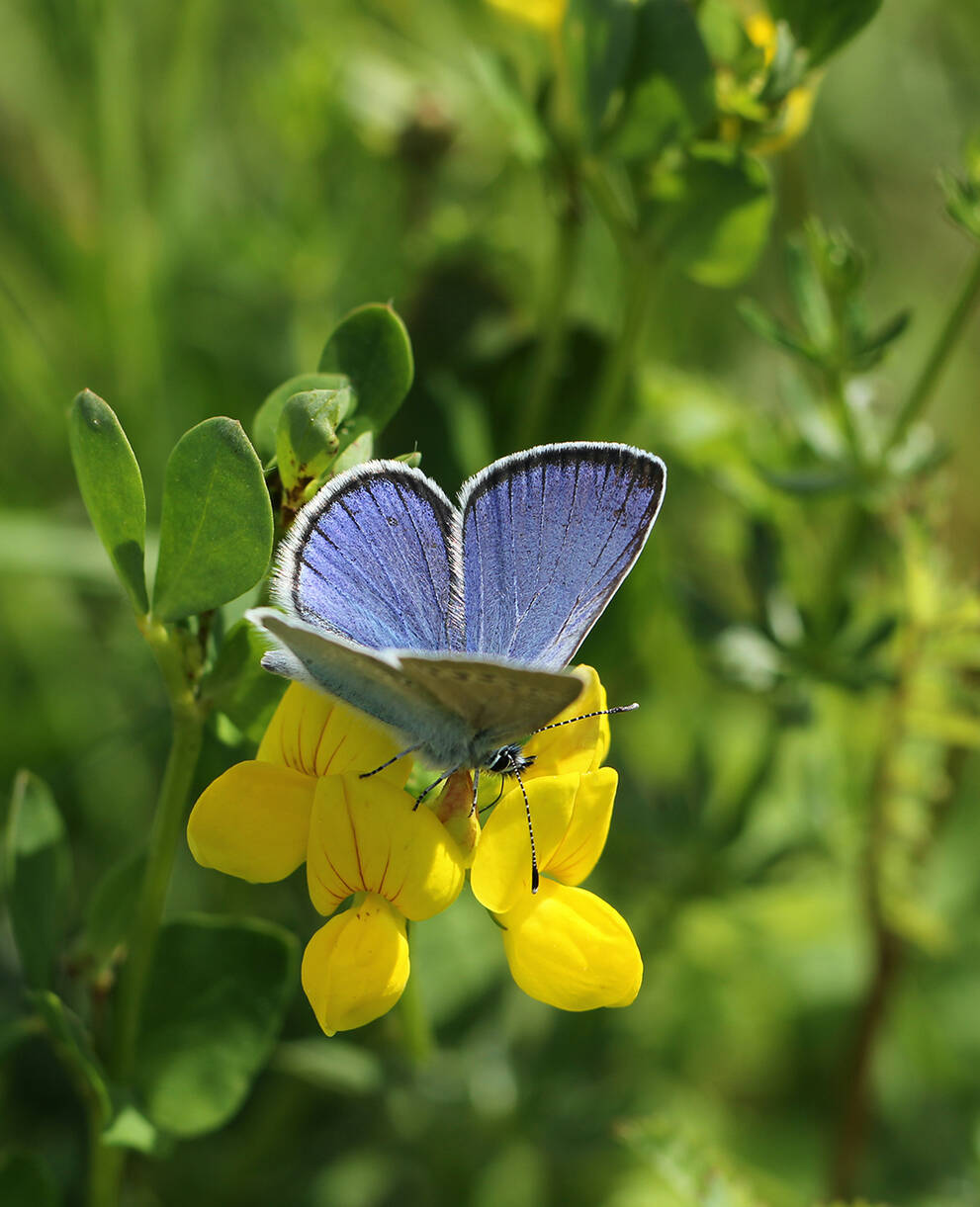 Alexis-Bläuling Schmetterling