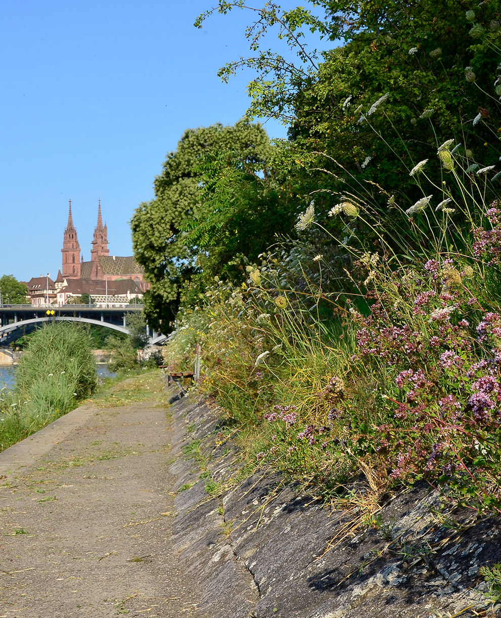 Rheinbord mit Münster_2