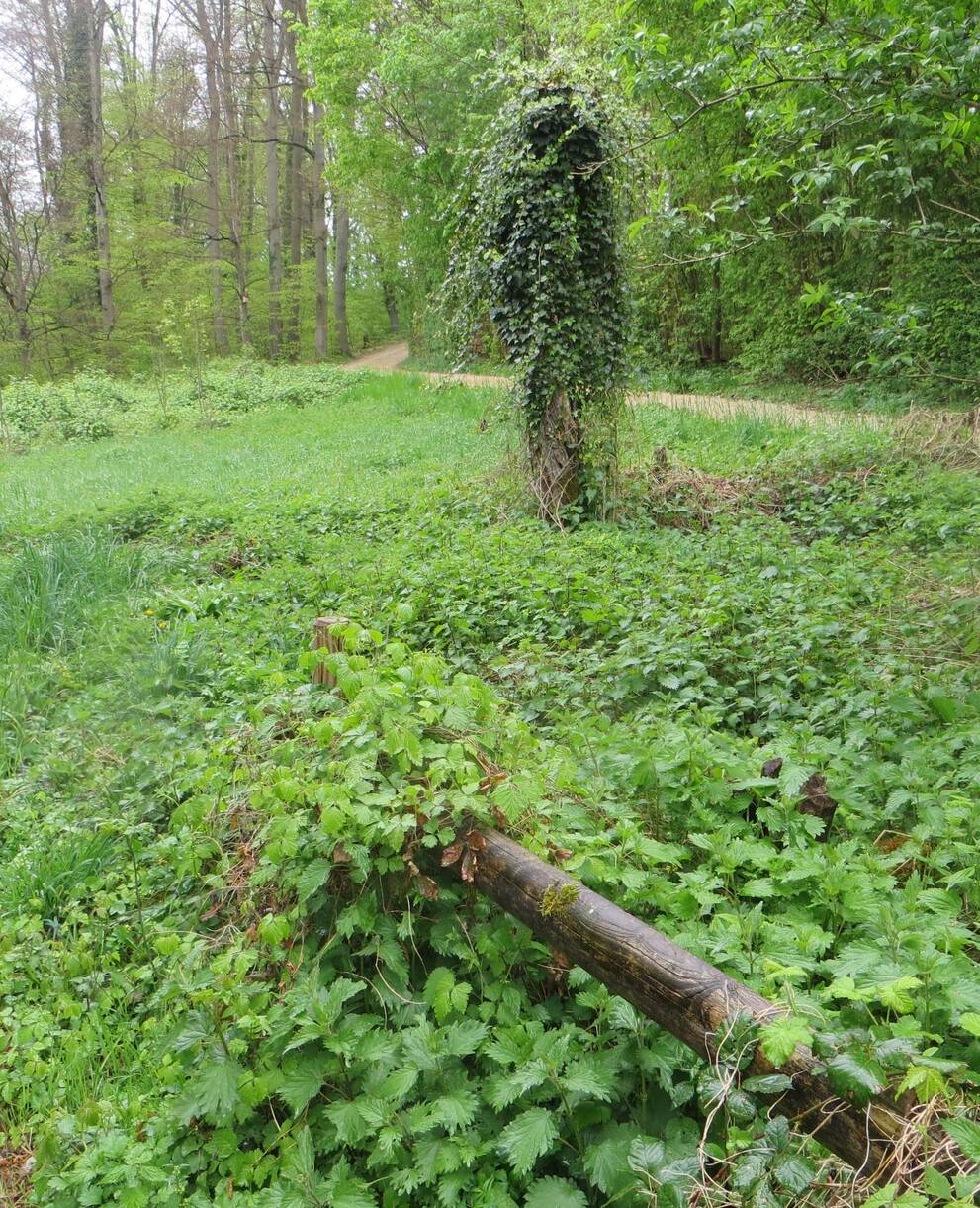 Linsbergweg