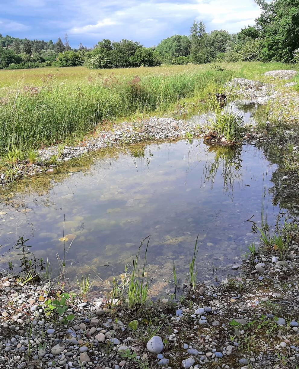 Weiher Riehen