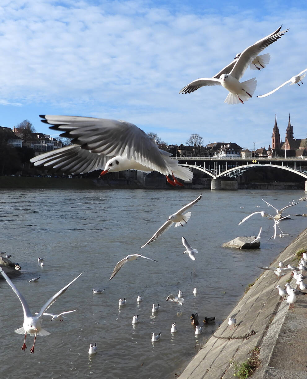Basel am Rhein