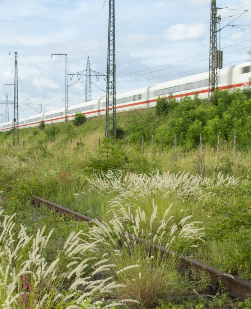 Blühende Gräser auf dem DB Areal Basel