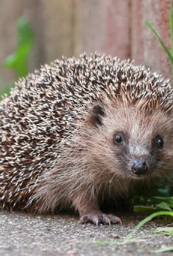 Igel an einer Gartenmauer