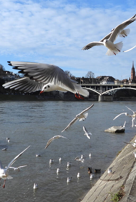 Basel am Rhein